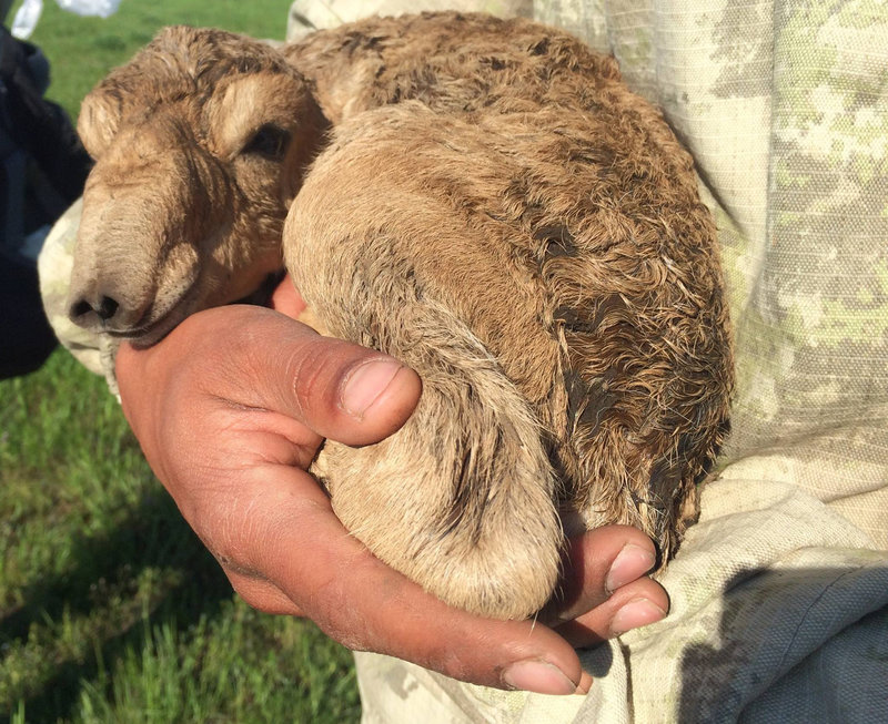 Un salga recién nacido en la zona de Kazajistán. Royal Veterinary College